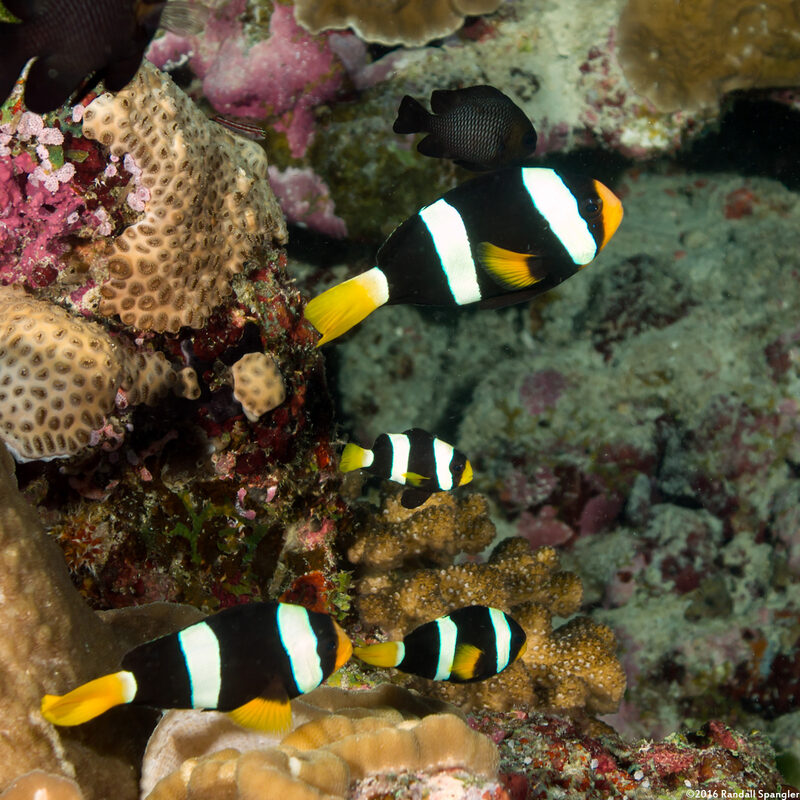Amphiprion clarkii (Clark's Anemonefish)