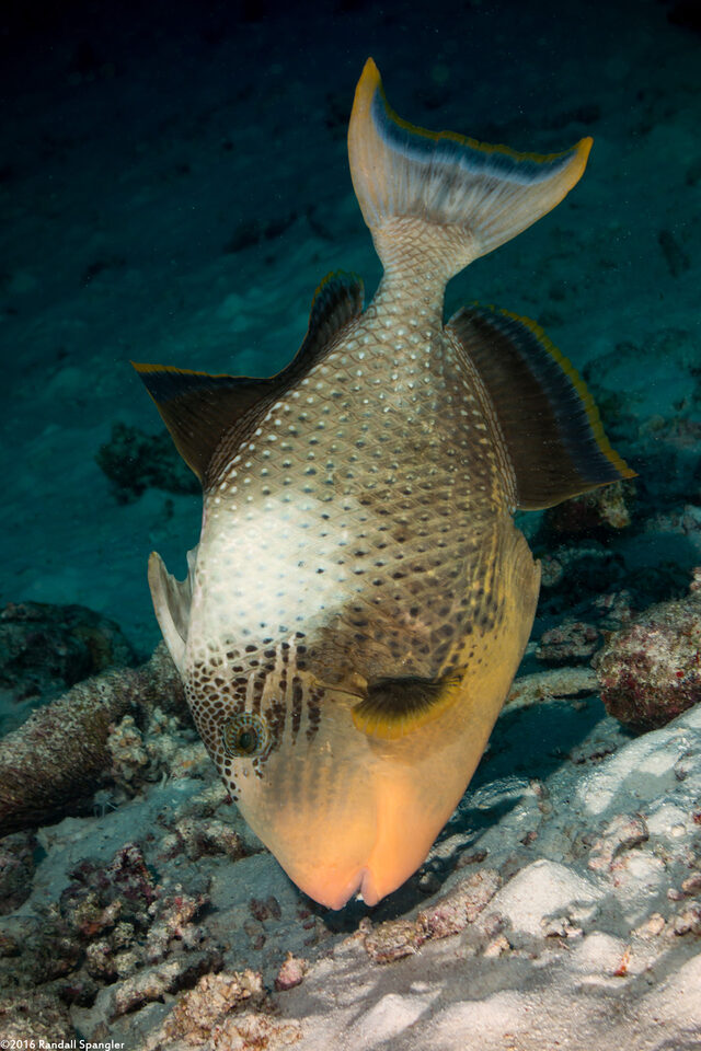 Pseudobalistes flavimarginatus (Yellowmargin Triggerfish)