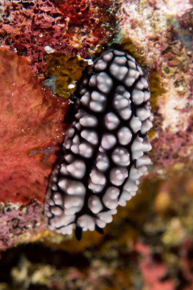 Phyllidiella pustulosa (Pustulose Phyllidia)