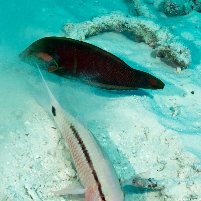 Coris cuvieri (African Coris)