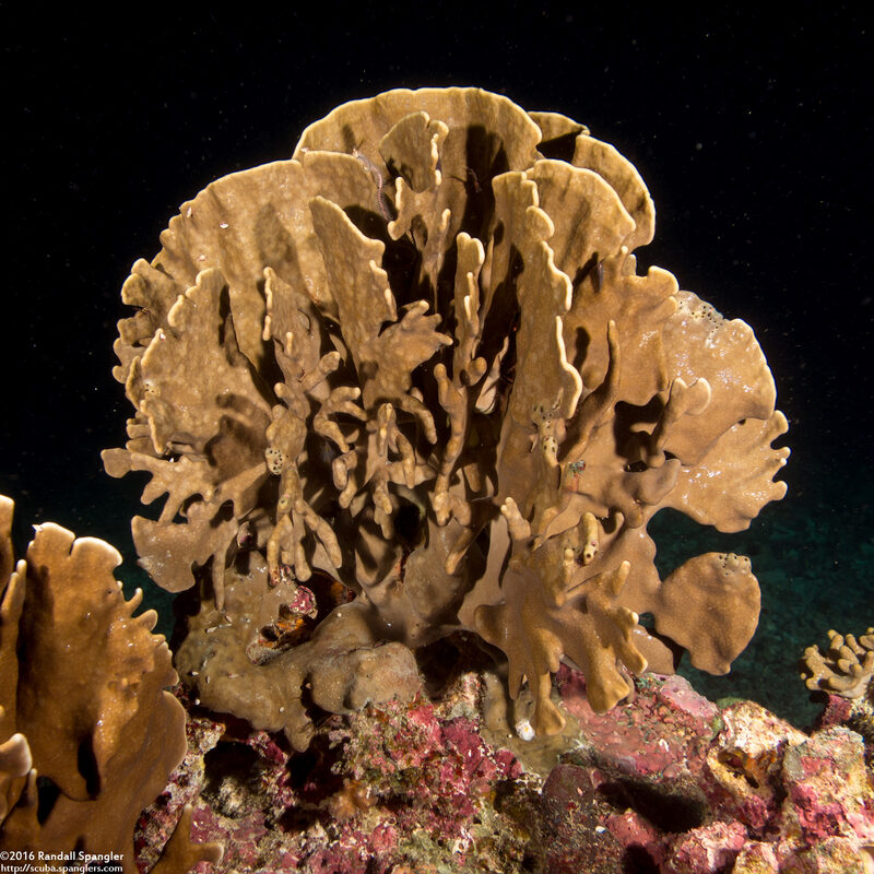 Millepora sp.2 (Plate Fire Coral)