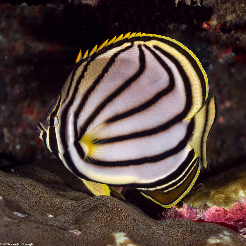 Chaetodon meyeri (Meyer's Butterflyfish)