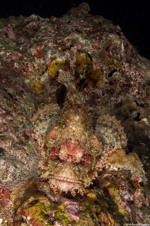 Scorpaenopsis oxycephala (Tasseled Scorpionfish)