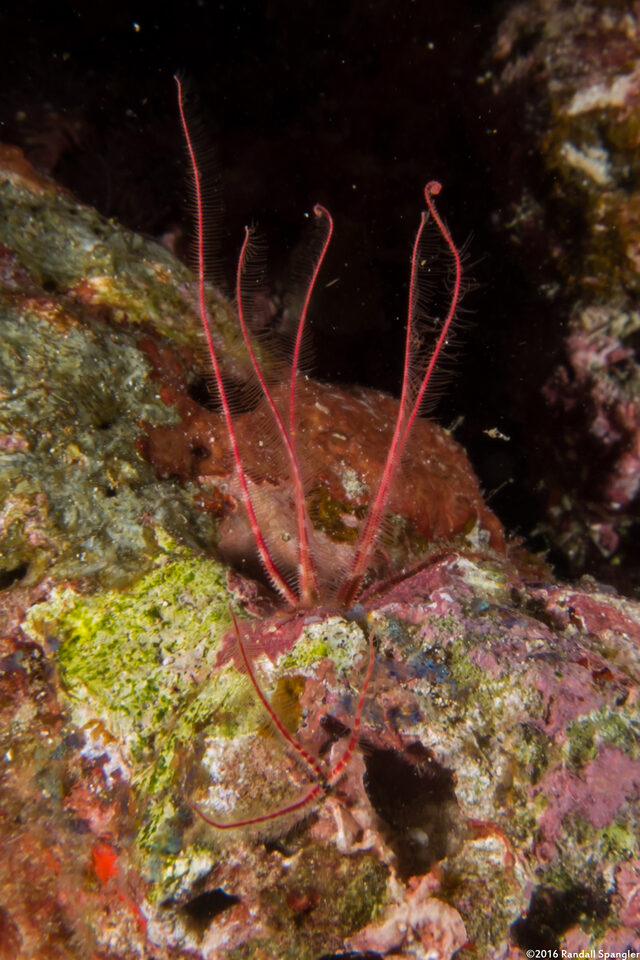 Amphiuridae sp.1 (Burrowing Brittle Star)