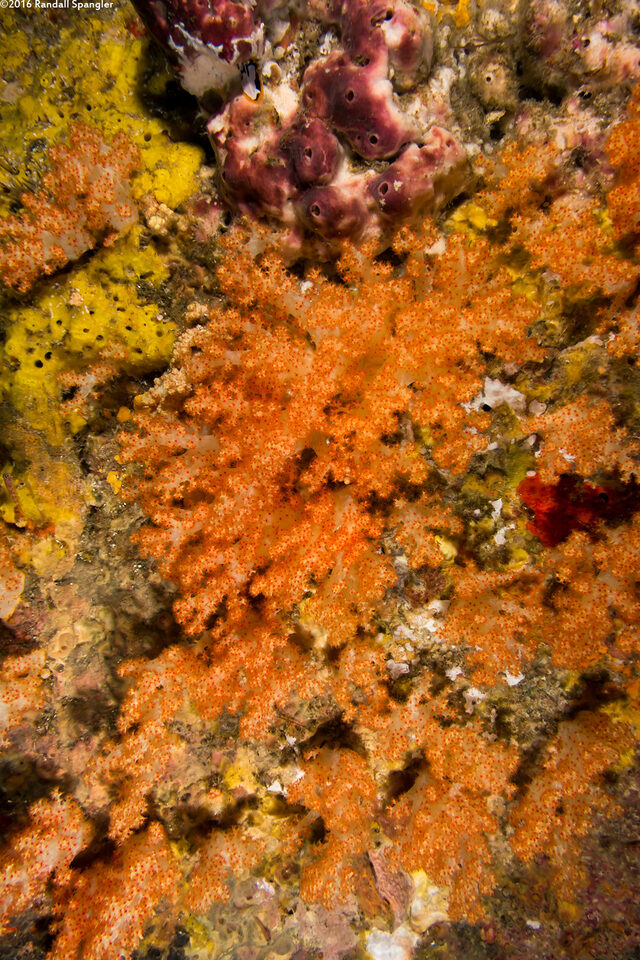 Dendronephthya sp.1 (Dendronephthya)