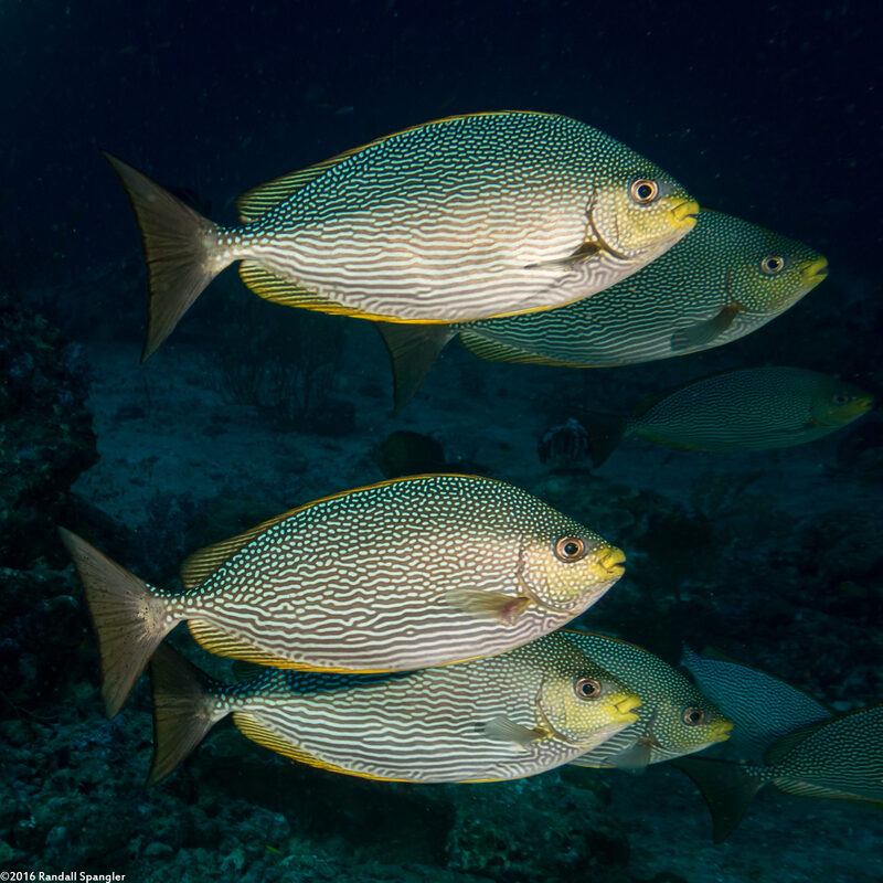 Siganus javus (Java Rabbitfish)