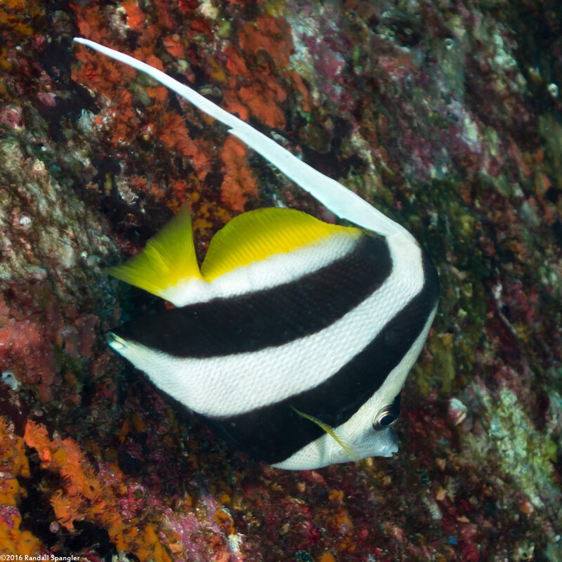 Heniochus diphreutes (Schooling Bannerfish)
