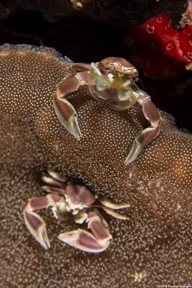 Neopetrolisthes maculatus (Spotted Porcelain Crab)