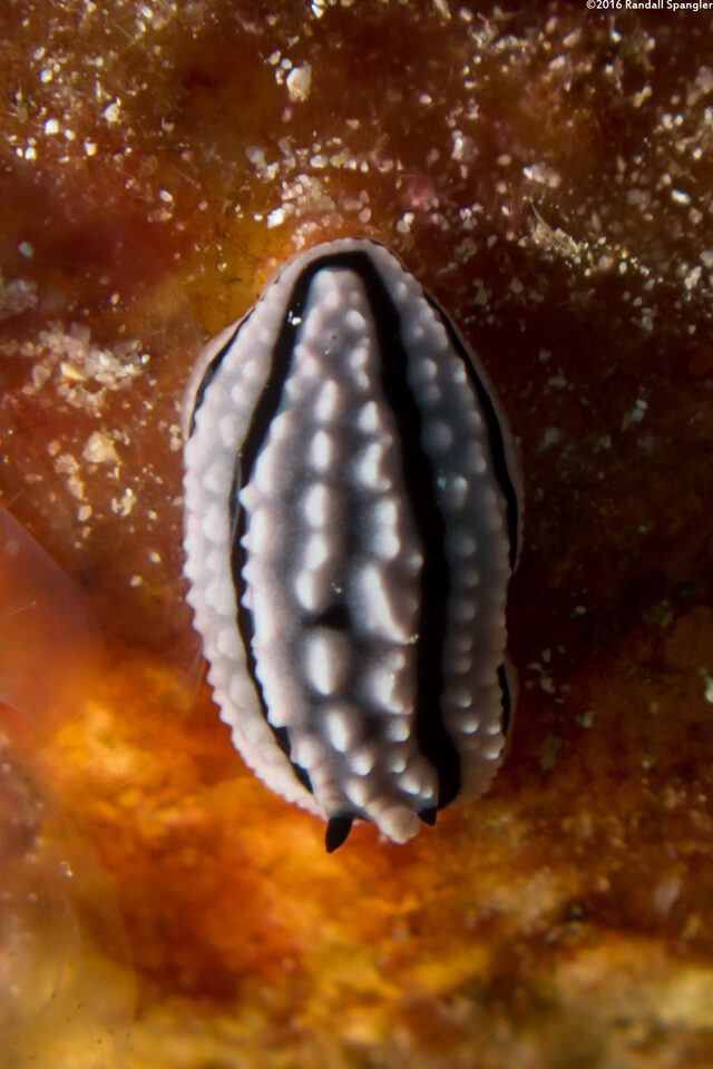 Phyllidiella zeylanica (Phyllidiella Zeylanica)