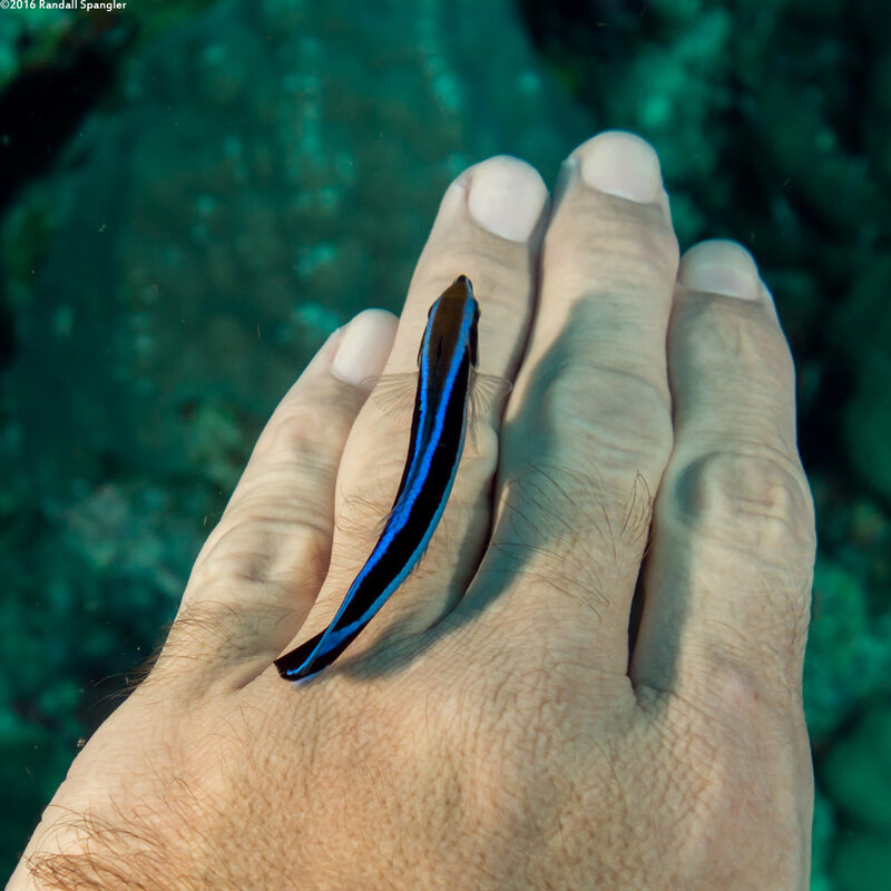 Labroides dimidiatus (Bluestreak Cleaner Wrasse)