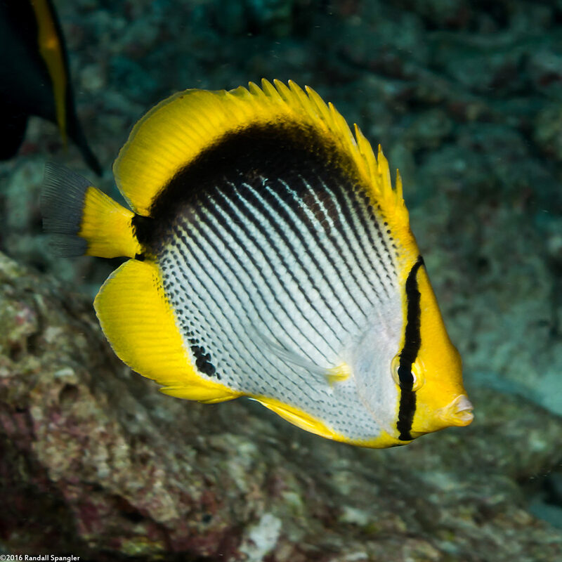 Chaetodon melannotus (Black-Backed Butterflyfish)