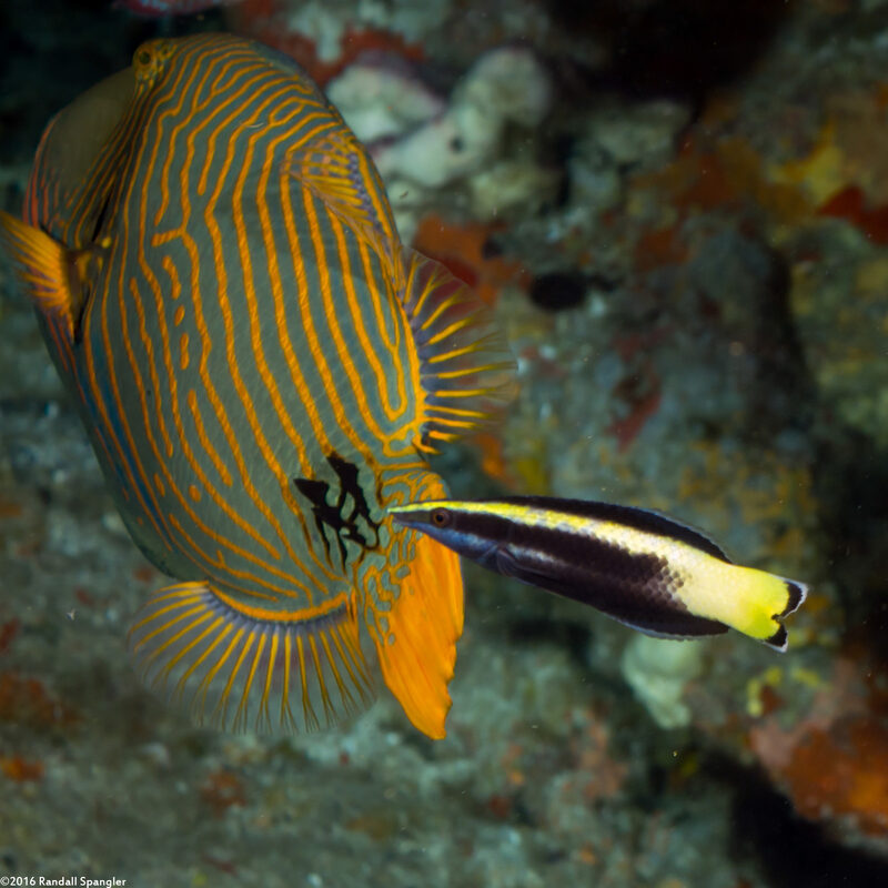 Labroides bicolor (Bicolor Cleaner Wrasse)