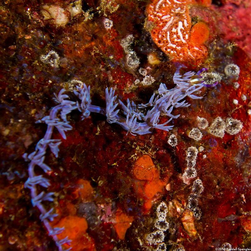 Pteraeolidia semperi (Blue Dragon Nudibranch)