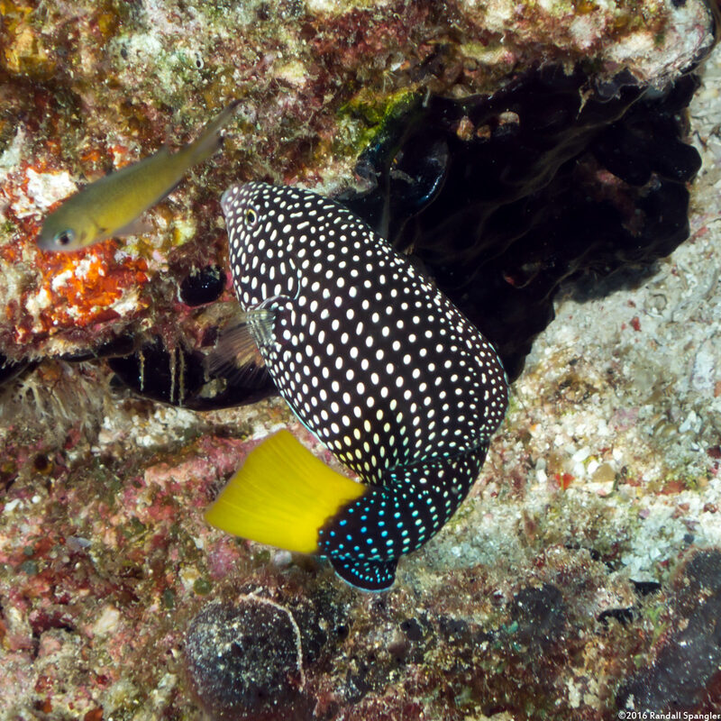 Anampses meleagrides (Yellowtail Wrasse)