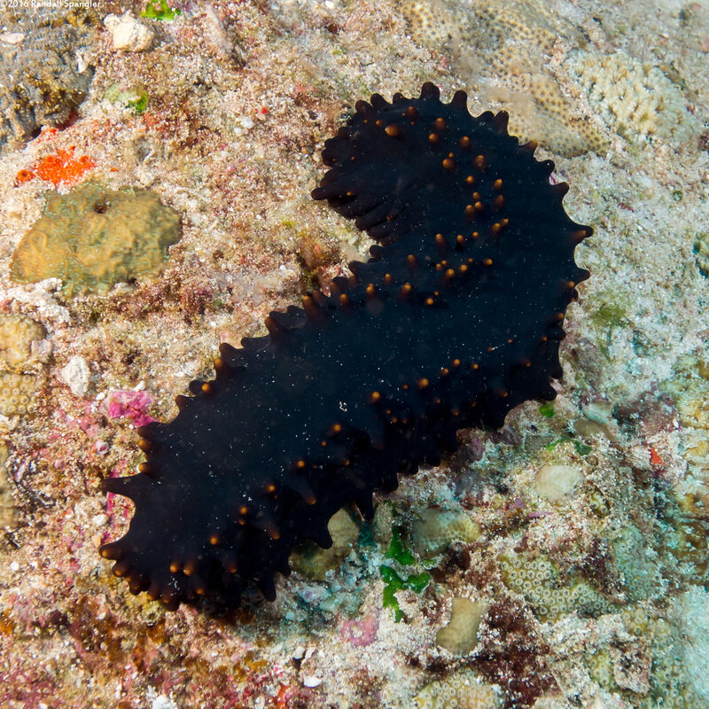 Stichopus chloronotus (Greenfish Sea Cucumber)