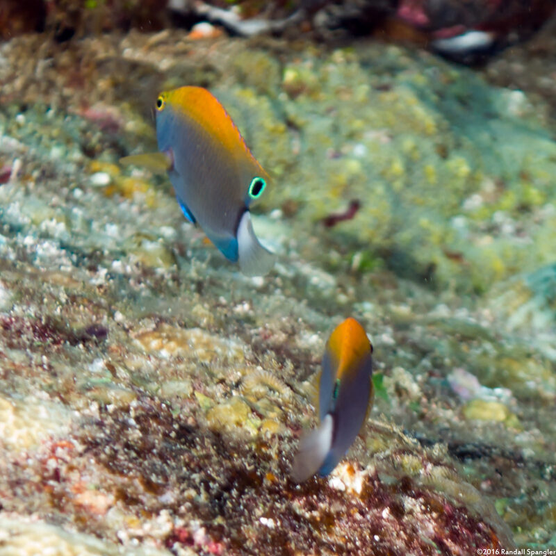 Pomacentrus chrysurus (Whitetail Damsel)