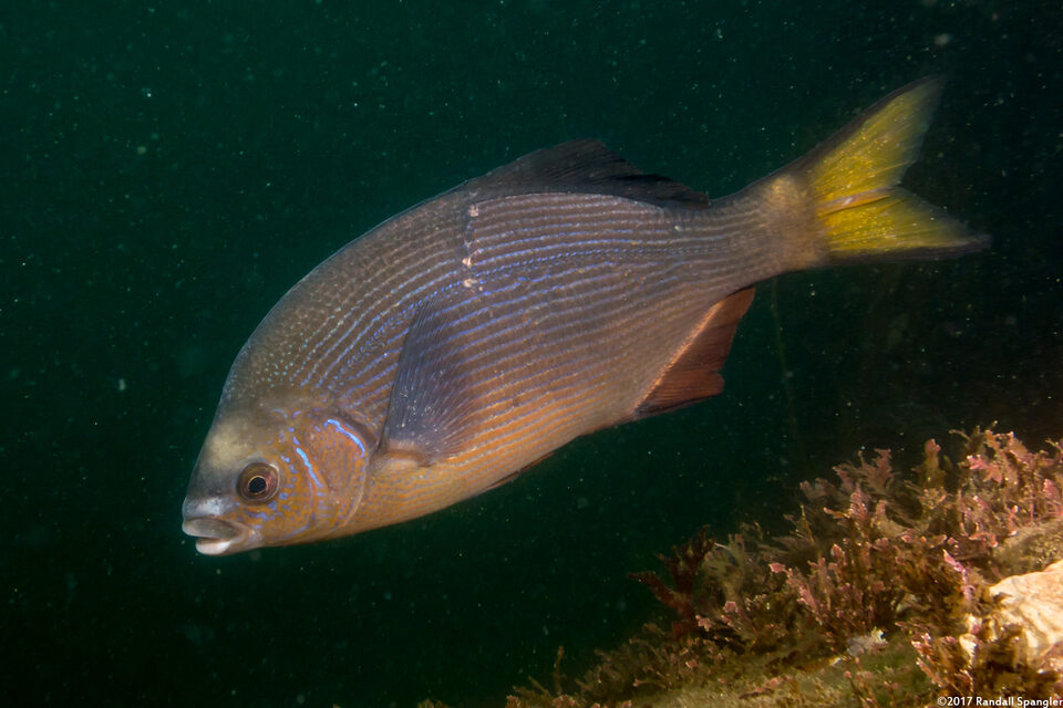Embiotoca lateralis (Striped Seaperch)