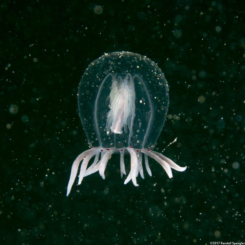 Polyorchis penicillatus (Bell Medusa)