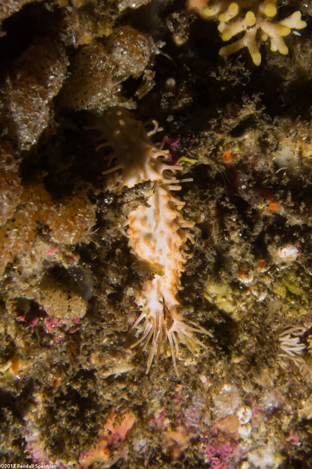 Eupentacta quinquesemita (White Sea Cucumber)