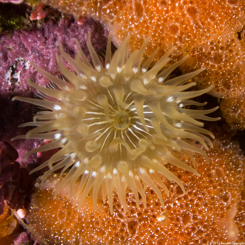Epiactis prolifera (Proliferating Anemone)