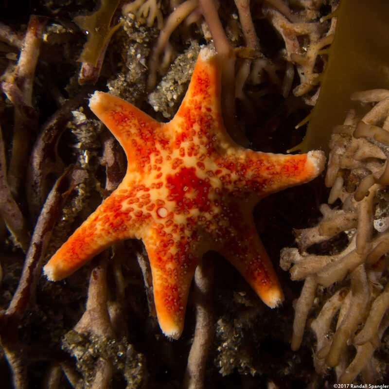 Dermasterias imbricata (Leather Star)