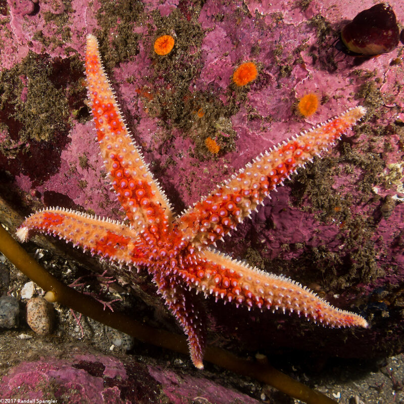 Orthasterias koehleri (Rainbow Star)