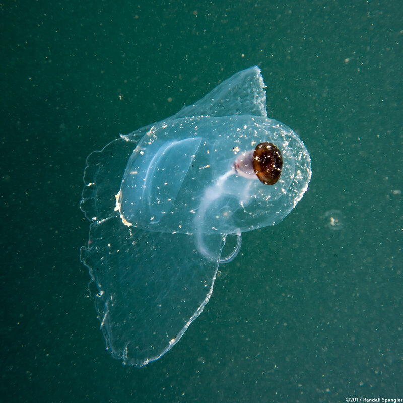 Corolla spectabilis (Sea Butterfly)