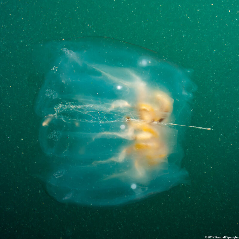 Cyclosalpa affinis (Cyclosalpa Affins)
