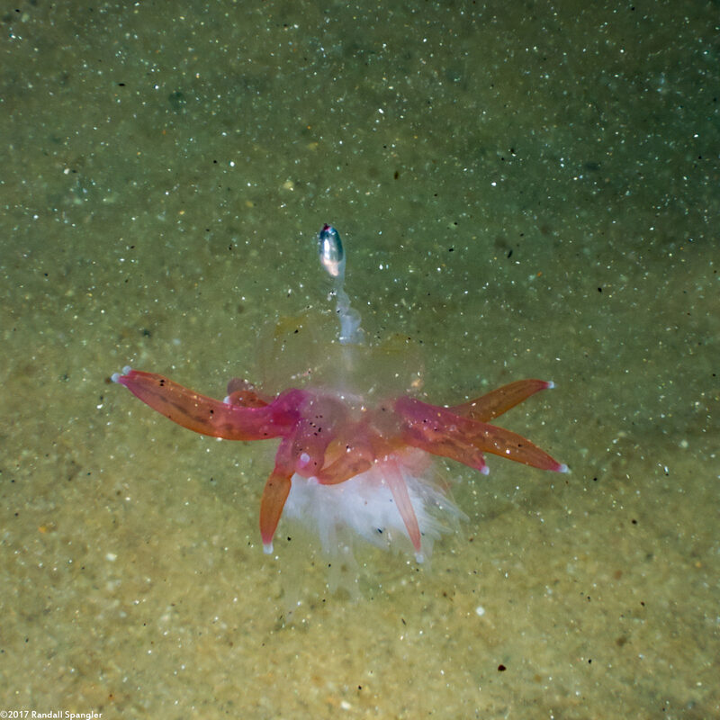 Physophora hydrostatica (Hula Skirt Siphonophore)