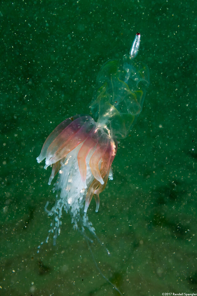 Physophora hydrostatica (Hula Skirt Siphonophore)