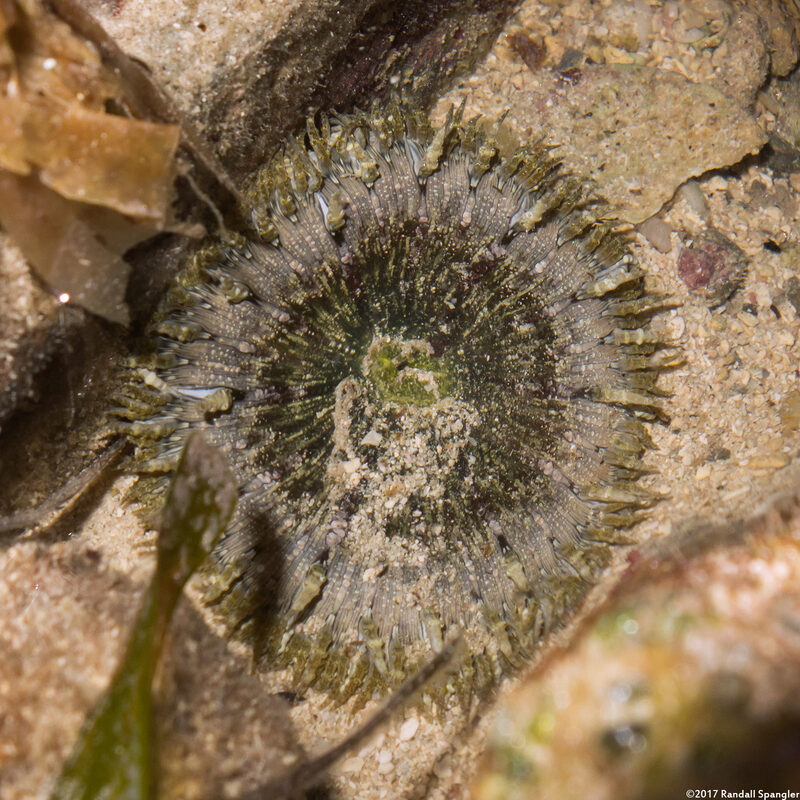 Phymanthus crucifer (Beaded Anemone)