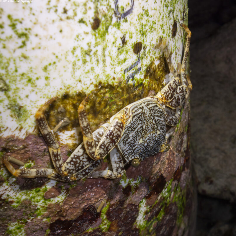 Plagusia depressa (Tidal Spray Crab)