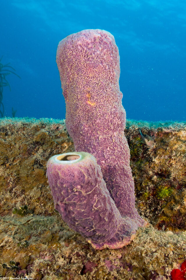 Aplysina archeri (Stovepipe Sponge)