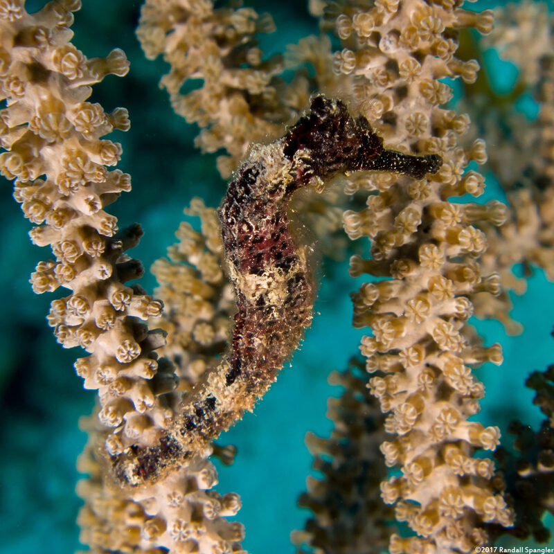 Hippocampus reidi (Longsnout Seahorse)