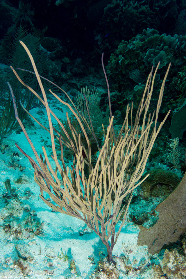 Pterogorgia guadalupensis (Grooved-Blade Sea Whip)