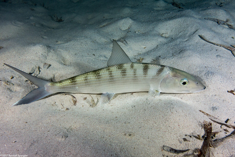 Albula vulpes (Bonefish)