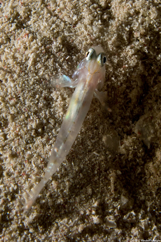Coryphopterus venezuelae (Sand-Canyon Goby)