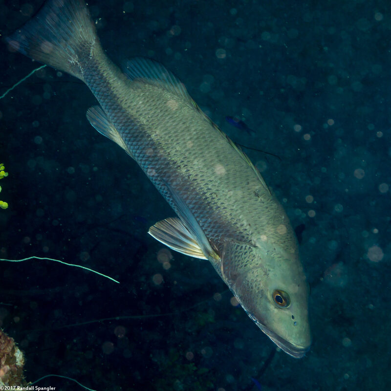 Lutjanus cyanopterus (Cubera Snapper)