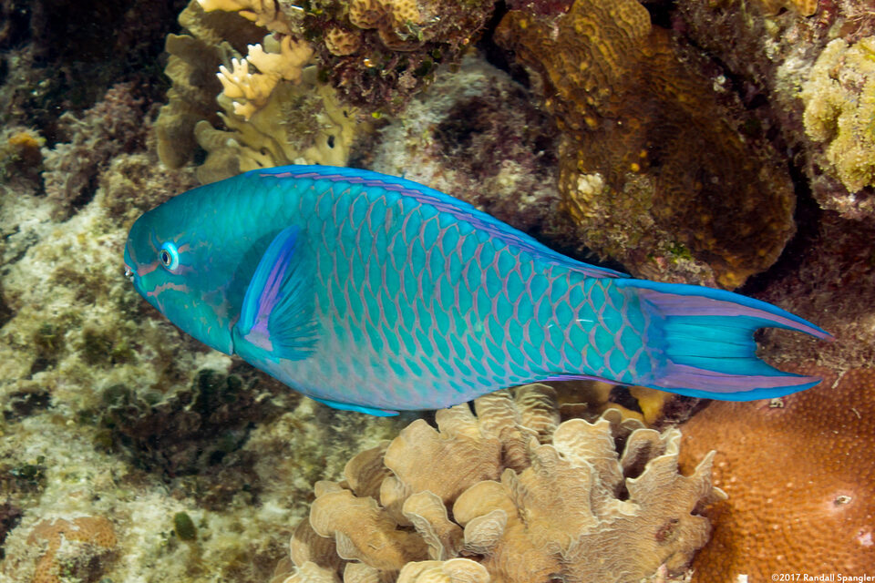 Scarus vetula (Queen Parrotfish)