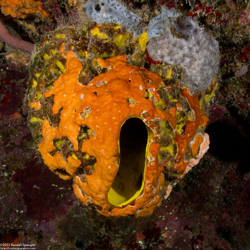 Aplysina lacunosa (Convoluted Barrel Sponge)