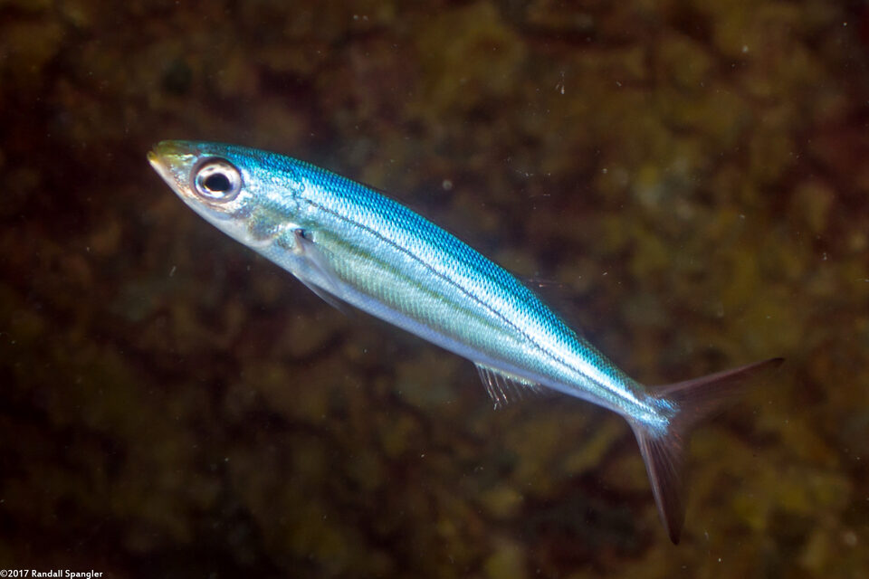 Haemulon vittatum (Boga)