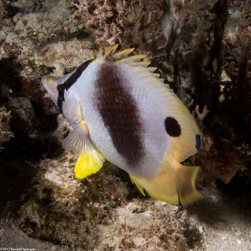 Chaetodon ocellatus (Spotfin Butterflyfish)
