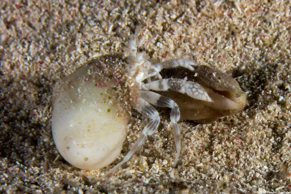 Iridopagurus reticulatus (Reticulated Hermit Crab)