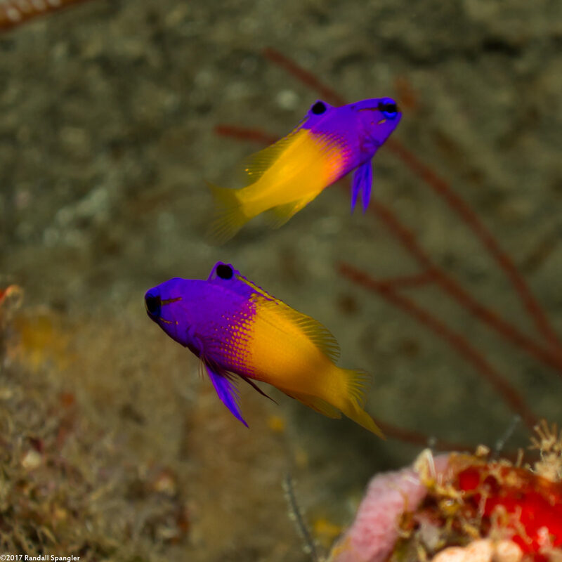 Gramma loreto (Fairy Basslet)