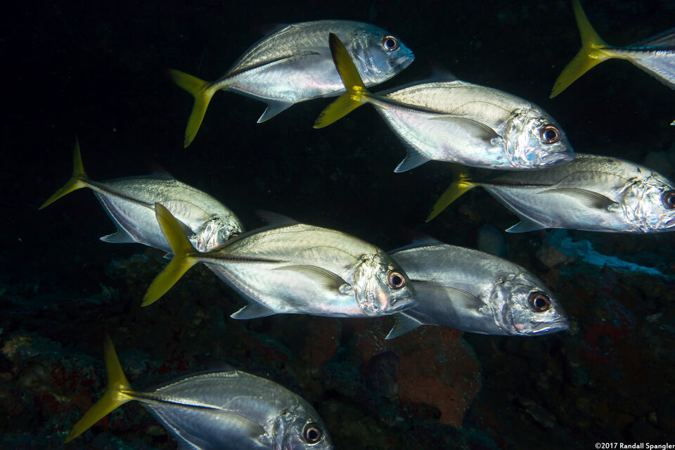 Caranx latus (Horse-Eye Jack)