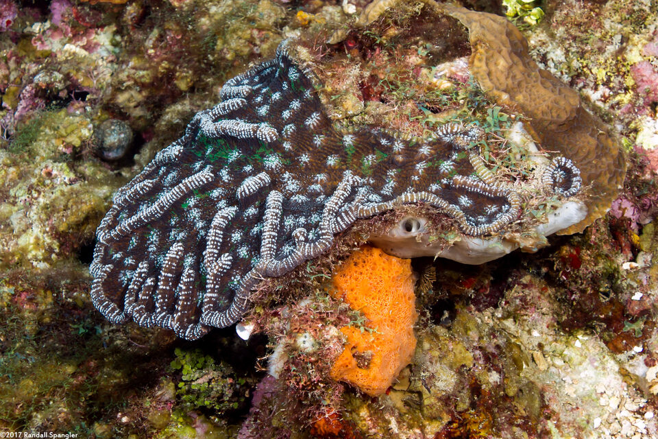 Mycetophyllia aliciae (Knobby Cactus Coral)
