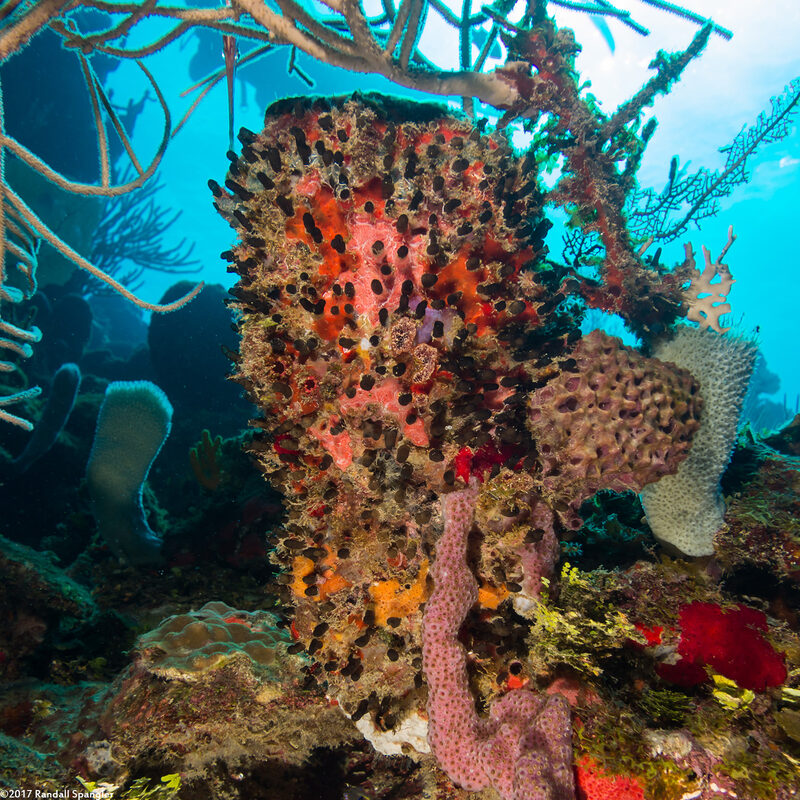 Oceanapia bartschi (Rough Tube Sponge)