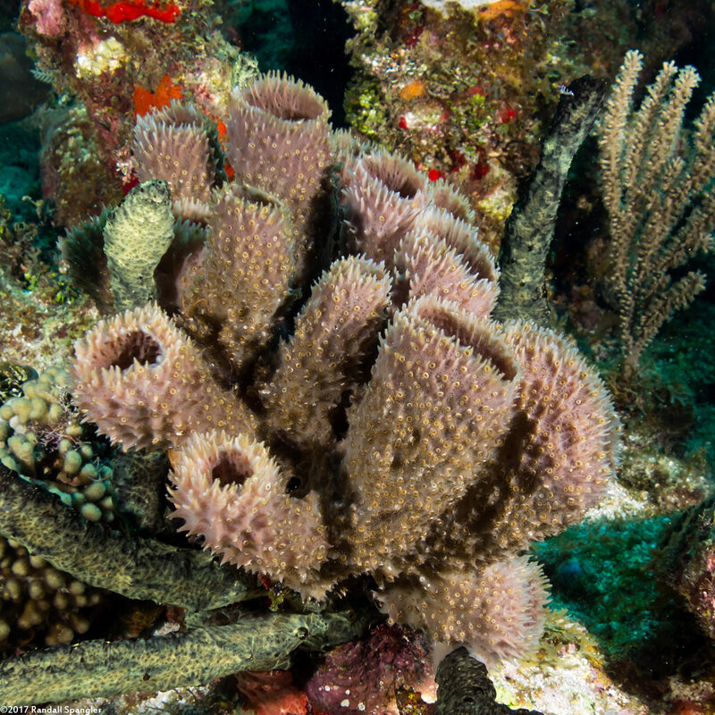 Callyspongia aculeata (Branching Vase Sponge)