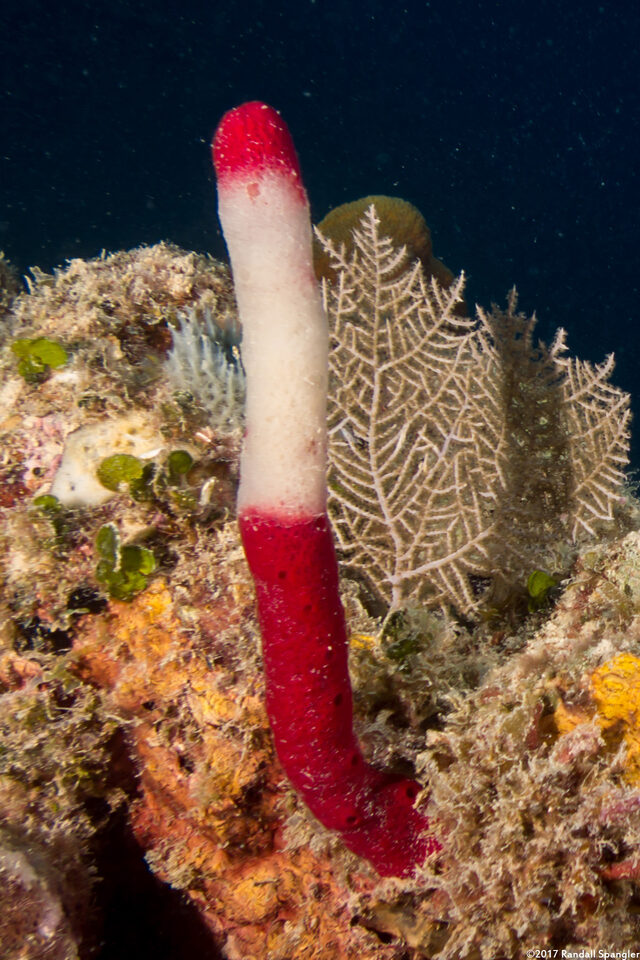 Amphimedon compressa (Erect Rope Sponge); This one may be diseased