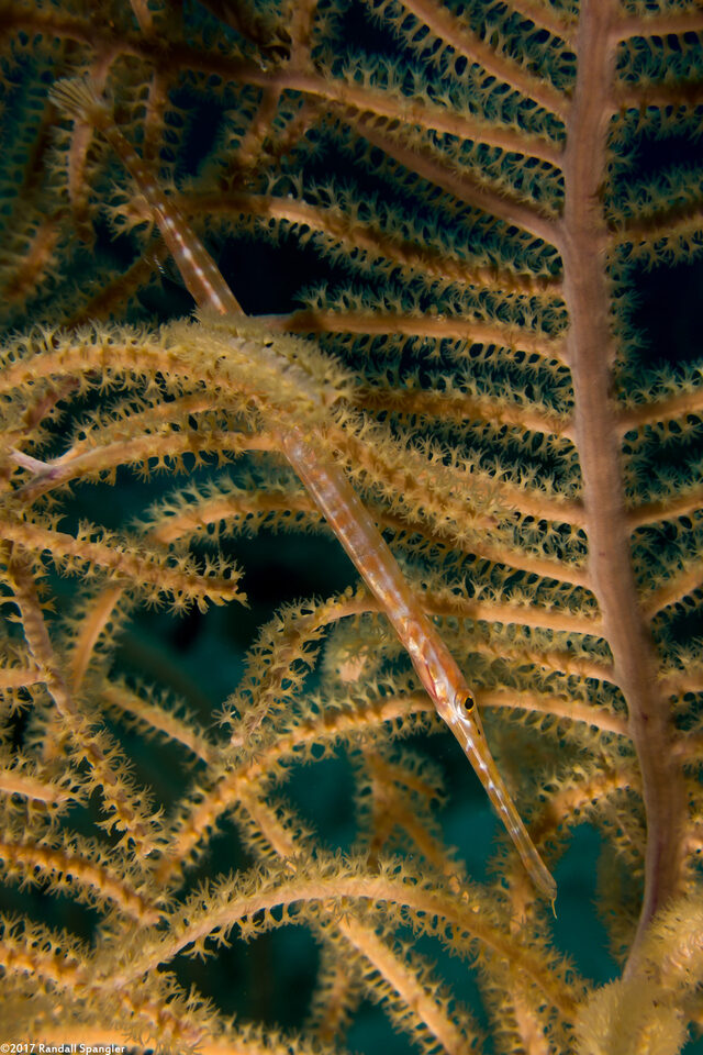 Aulostomus maculatus (Atlantic Trumpetfish)